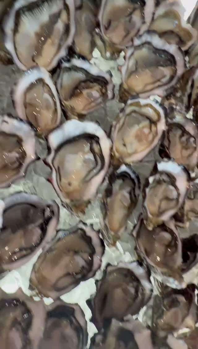 Fresh oysters